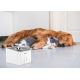 Slimme waterfontein voor huisdieren 3l 230V Wi-Fi