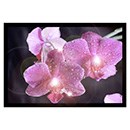 Decoratieve LED Schilderijverlichting
