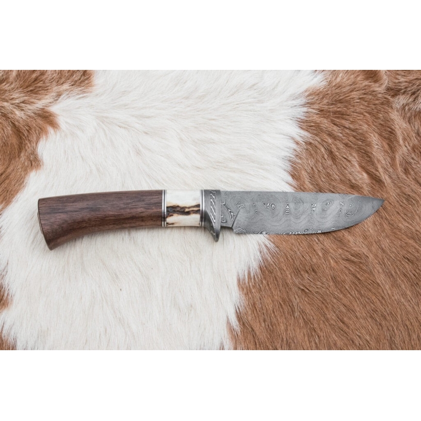Damascus jachtmes 11,8 cm walnoot/herten gewei