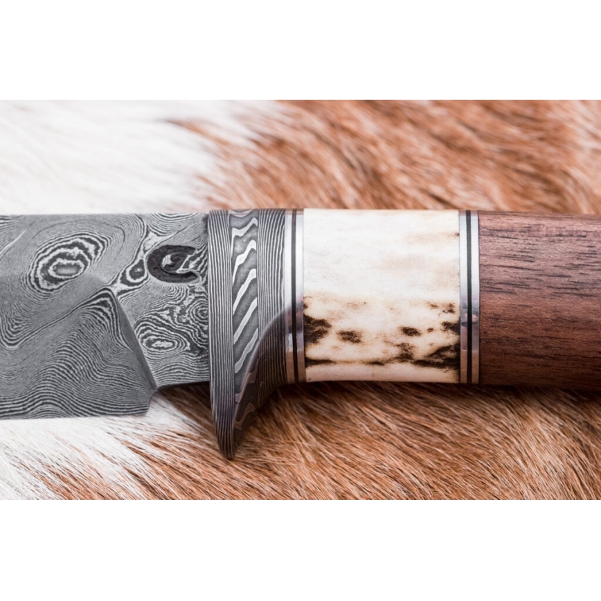 Damascus jachtmes 11,8 cm walnoot/herten gewei