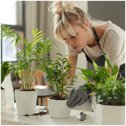 Dimbare LED-tafellamp voor het kweken van planten VERDI LED/5W/5V 1300K CRI 95 zwart