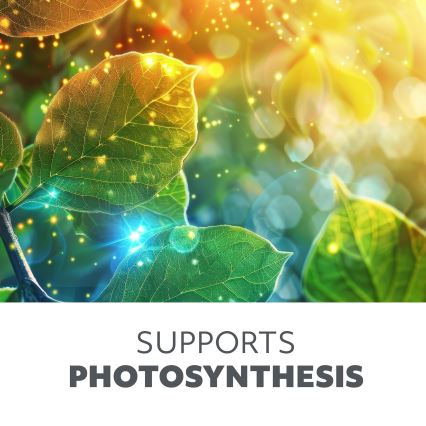 Dimbare flexibele LED tafellamp voor het kweken van planten VITARO 4xLED/10W/230V zwart