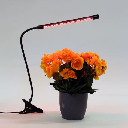 Dimbare LED lamp met klem voor het verlichten van planten LED/3W/230V zwart