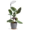 Dimbare LED-tafellamp voor het kweken van planten VERDI LED/5W/5V 1300K CRI 95 wit