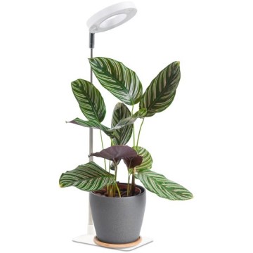 Dimbare LED-tafellamp voor het kweken van planten VERDI LED/5W/5V 1300K CRI 95 wit