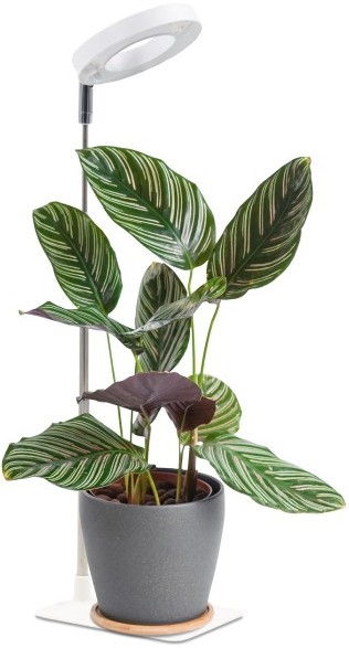 Dimbare LED-tafellamp voor het kweken van planten VERDI LED/5W/5V 1300K CRI 95 wit