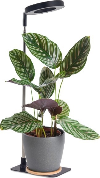 Dimbare LED-tafellamp voor het kweken van planten VERDI LED/5W/5V 1300K CRI 95 zwart