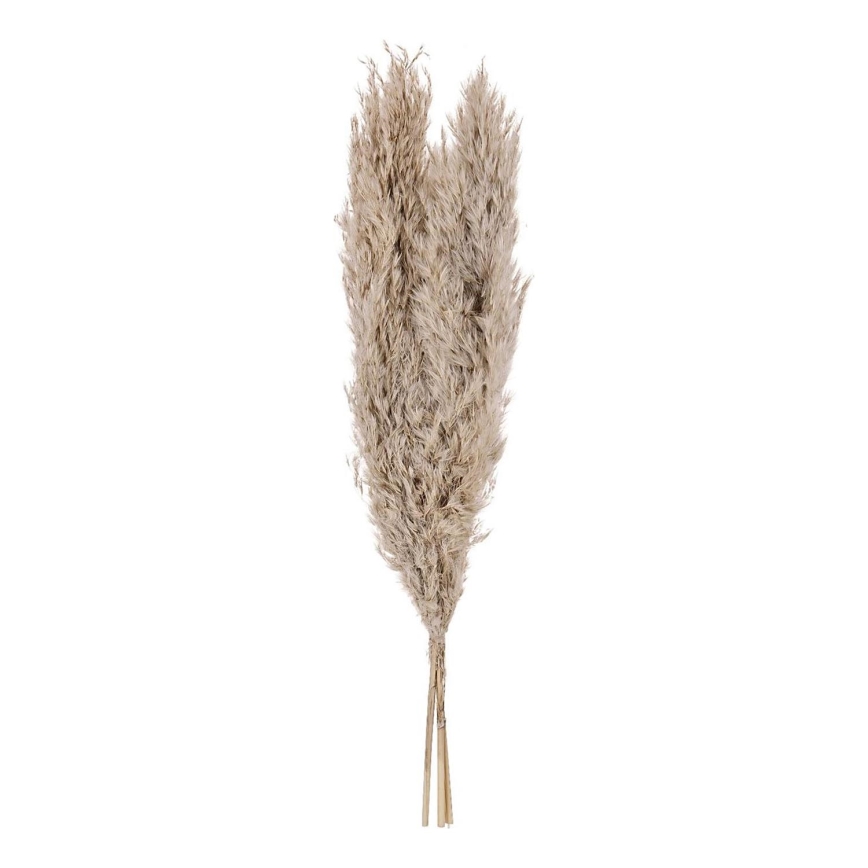 Eglo - Gedroogde bloem 55 cm beige