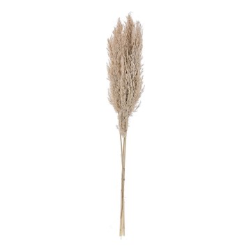 Eglo - Gedroogde bloem 85 cm beige