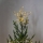 Eglo - LED Kerst Decoratie voor Buiten 30xLED/0,06W/3xAA IP44