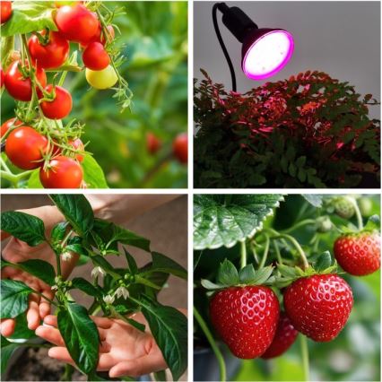 Flexibele bureaulamp met clip voor plantengroei PLANTY 1xE27/30W/230V zwart