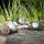 Globo - LED Decoratief zonne- lamp 4xLED/0,06W/1,2V IP44 200 mAh