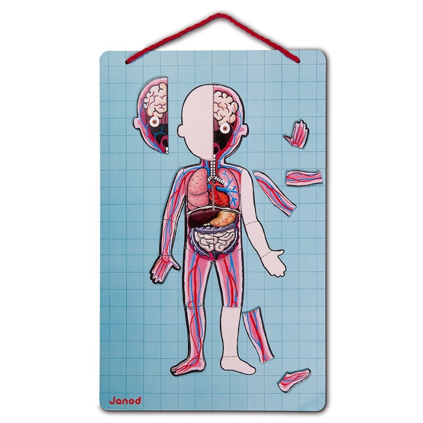 Janod - Magnetische puzzel BODYMAGNET menselijk lichaam