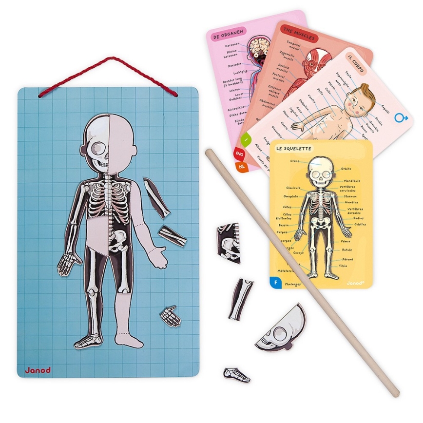 Janod - Magnetische puzzel BODYMAGNET menselijk lichaam