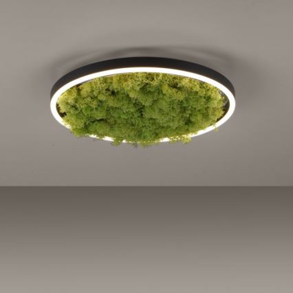 JUST LIGHT. 15391-66 - Dimbare LED plafondlamp GROEN RITU LED/20W/230V