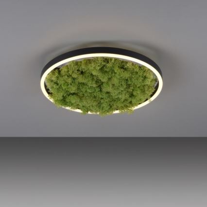 JUST LIGHT. 15391-66 - Dimbare LED plafondlamp GROEN RITU LED/20W/230V