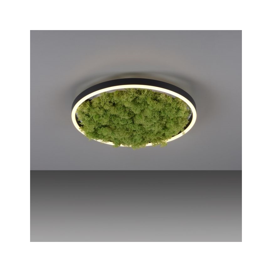 JUST LIGHT. 15391-66 - Dimbare LED plafondlamp GROEN RITU LED/20W/230V