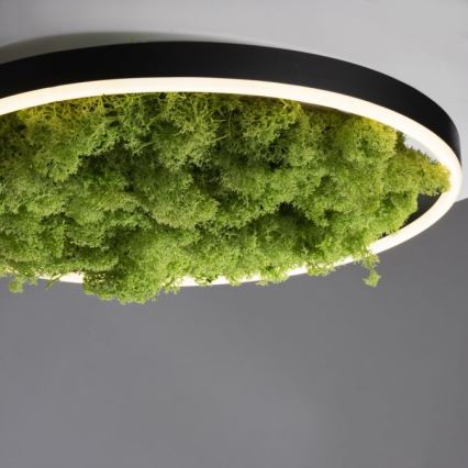 JUST LIGHT. 15391-66 - Dimbare LED plafondlamp GROEN RITU LED/20W/230V