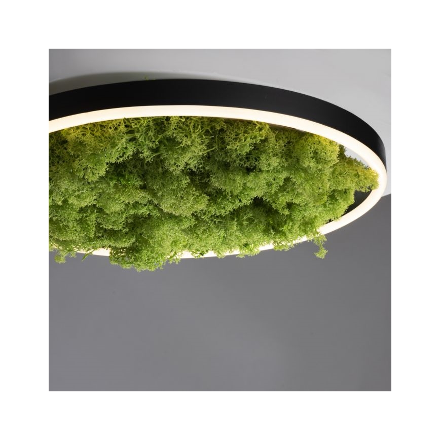 JUST LIGHT. 15391-66 - Dimbare LED plafondlamp GROEN RITU LED/20W/230V