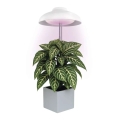 LED binnenlamp voor het kweken van planten GROW LED/5W/5V