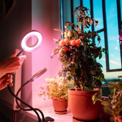 LED Dimbare Flexibele Tafellamp met Clip voor Plantenkweek VITARO 2xLED/4W/230V zwart