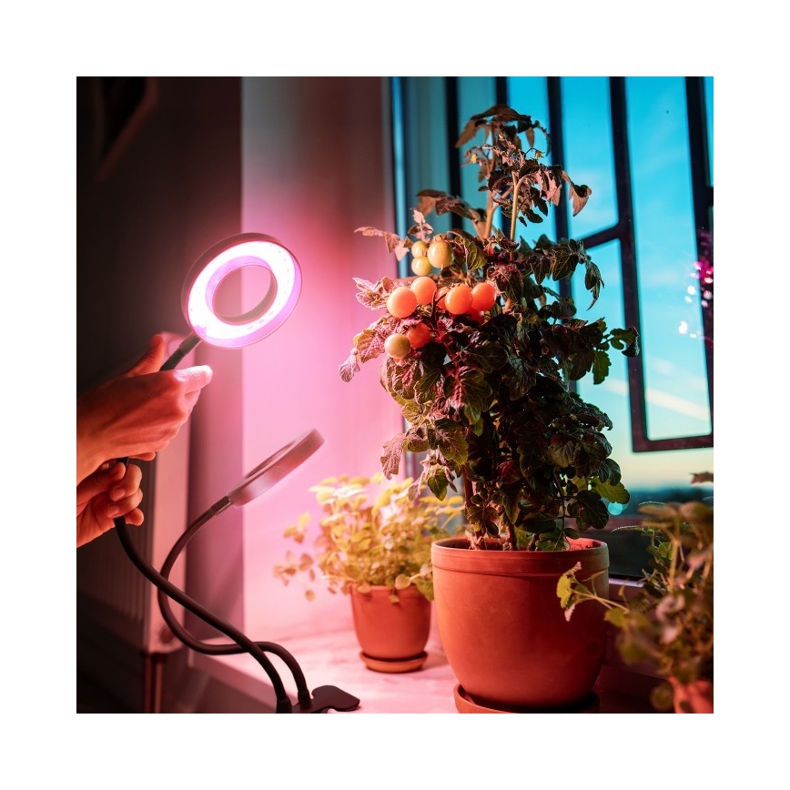 LED Dimbare Flexibele Tafellamp met Clip voor Plantenkweek VITARO 2xLED/4W/230V zwart