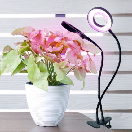 LED Dimbare Flexibele Tafellamp met Clip voor Plantenkweek VITARO 2xLED/4W/230V zwart