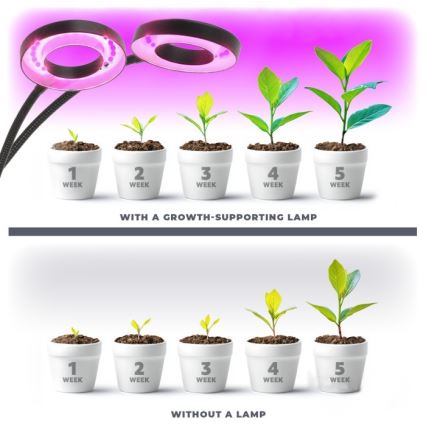 LED Dimbare Flexibele Tafellamp met Clip voor Plantenkweek VITARO 2xLED/4W/230V zwart