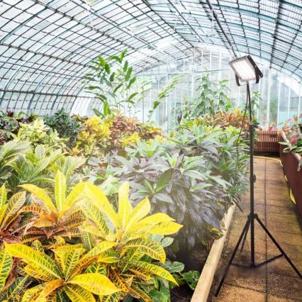 LED Schijnwerper met standaard voor plantengroei FIRON LED/45W/230V IP54 zwart