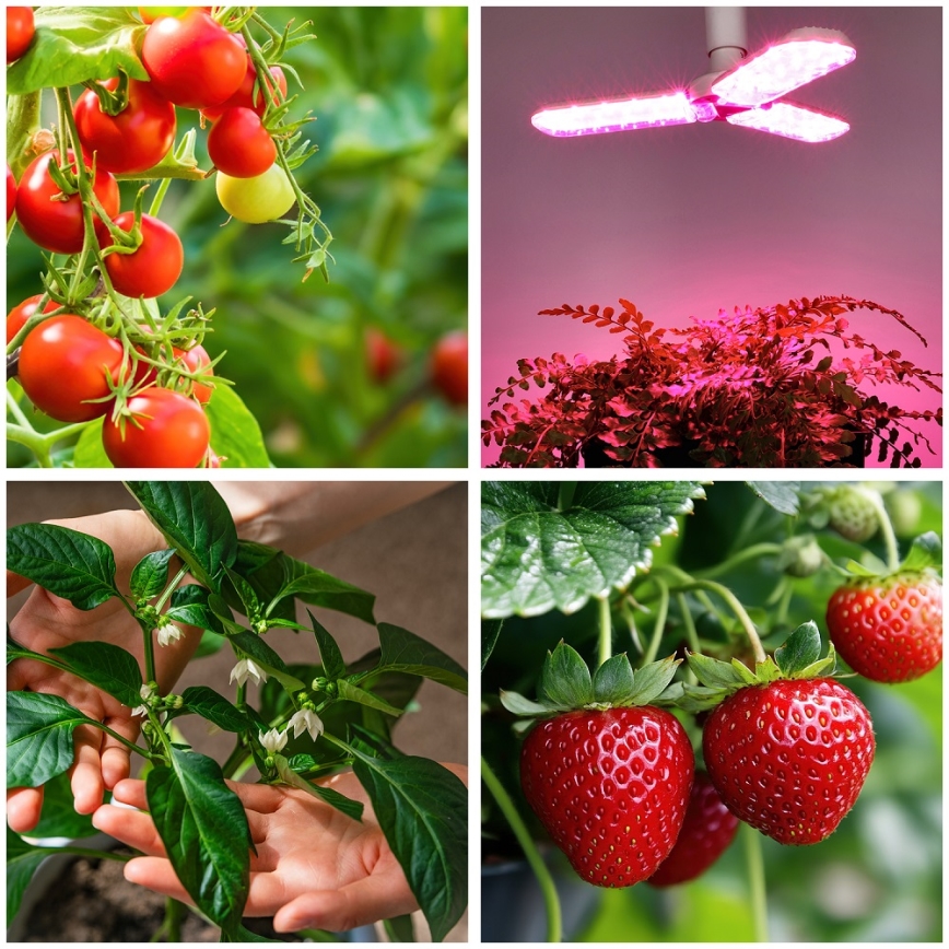 LED Lamp voor plantengroei PLANTY E27/24W/230V 1200K