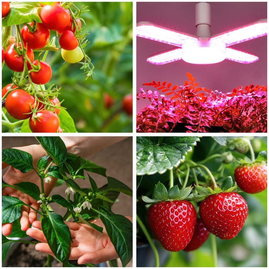 LED Lamp voor plantengroei PLANTY E27/40W/230V 1200K