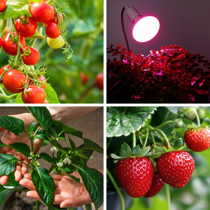 LED Lamp voor plantengroei PLANTY E27/9W/230V 1200K wit