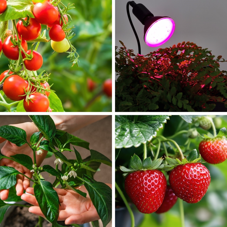 LED Lamp voor plantengroei PLANTY E27/9W/230V 1200K zwart