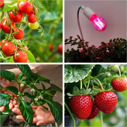LED Lamp voor plantengroei VITABLOOM E27/8W/230V 1200K - Brilagi