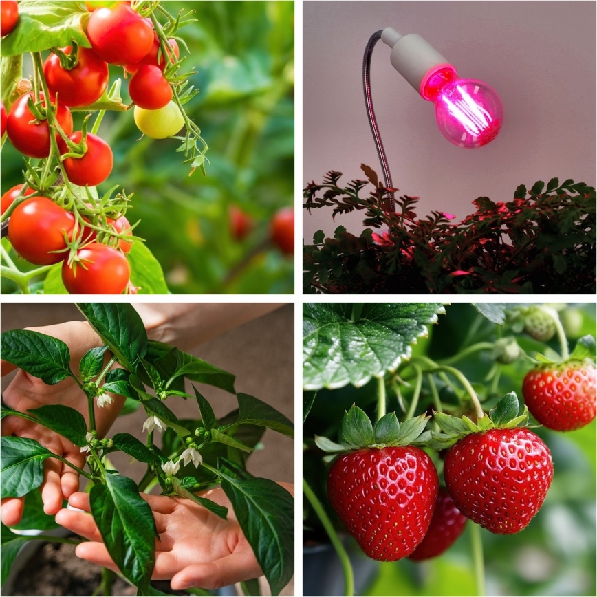 LED Lamp voor plantengroei VITABLOOM E27/8W/230V 1200K - Brilagi