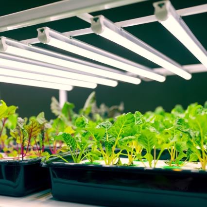 LED Onder keukenkast verlichting voor het kweken van planten GROWLY LED/9W/230V wit