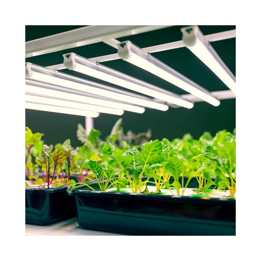 LED Onder keukenkast verlichting voor het kweken van planten GROWLY LED/9W/230V wit