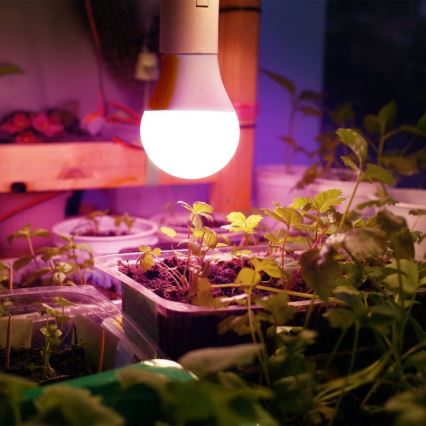 LED Plantengroeilamp PLANTY E27/11W/230V 1200K wit