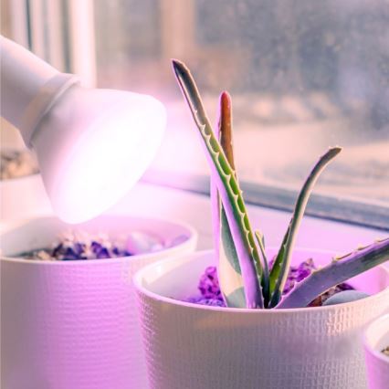 LED Plantengroeilamp PLANTY E27/7W/230V 1200K wit