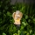 LED solarlamp LED/1,2V 300 mAh IP44 engel