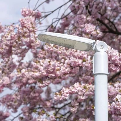 LED Straatlantaarn SOLIS LED/30W/230V 4000K IP65