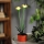 LED zonnelamp LED/1,2V 200 mAh IP44 bloem