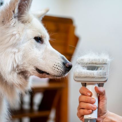TESLA Electronics PetCare - Verzorgingsset voor huisdieren 300W/230V